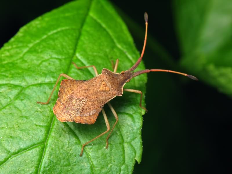 Syromastus rhombeus (Linnaeus, 1767)